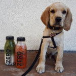 Un Spanador assis porte un harnais noir, un collier en forme d’os autour du cou et qui fixe la caméra.