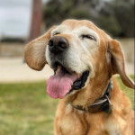 Un Spanador de pelage fauve et blanc est debout, la langue pendante hors de sa gueule. Il porte un collier autour du cou.