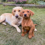 Deux Spanador, l’un couché et l’autre assis et qui semblent détendus.