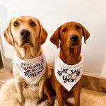  Deux Spanador sont assis et portent tous les deux un bandana. Ils fixent la caméra.