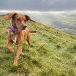 Un Spanador à la fourrure fauve, debout sur une surface herbeuse, portant un collier autour du cou.