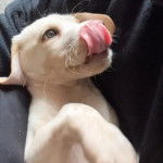 Un Spanador de pelage blanc allongé et qui se lèche le museau