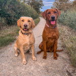 Deux Spanador assis sur un sentier, tous deux portant un collier au cou. L’un d’eux ouvre légèrement la gueule et l’autre a la langue pendante.