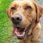 Gros plan d’un Spanador de pelage fauve assis, en ouvrant légèrement la gueule et portant un collier noir au cou.