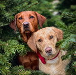 Deux Spanador sont assis au milieu de fleurs. Ils regardent tous les deux la caméra et l’un d’entre eux porte un collier rose autour du cou.