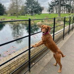  Un Spanador au pelage fauve, debout sur ses deux pattes arrière, avec un collier rose autour du cou