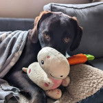  Un Spanador à la robe noire et aux oreilles tombantes, allongées sur le sol et tenant une peluche dans ses pattes.