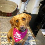  Un Spanador à la fourrure fauve est assis sur un tapis et porte un bandana rose.