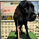 Un Spanador à poil noir, debout et portant une laisse beige