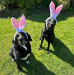 Deux Spanador assis sur une surface en gazon, portant tous deux des oreilles de lapin en peluche sur la tête.