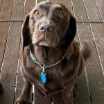 Un Spanador assis sur un sol en bois et portant un collier muni d’une médaille bleue.