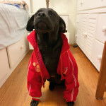 Un Spanador à pelage noir assis sur un sol en bois et portant une robe rouge