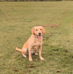 Un Spanador à la fourrure fauve est assis sur une surface en gazon, la langue pendante et porte un collier autour du cou.