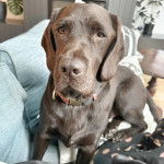  Un Spanador à oreilles tombantes, allongées et portant un collier au cou.