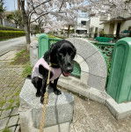  Un Spanador de pelage noir est assis sur une effigie, portant un habit bicolore. Il ouvre légèrement sa gueule.