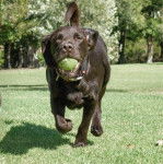 Un Spanador qui court sur une surface en gazon, qui tient une balle dans sa gueule et qui porte un collier autour du cou.