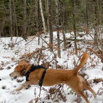 Un Spanador à la robe fauve qui court dans la neige, portant un harnais noir et un collier autour du cou.