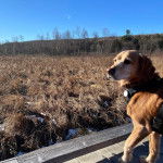 Un Spanador de pelage fauve, debout et portant un collier autour du cou.