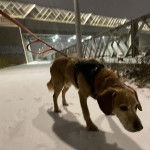  Un Spanador de pelage fauve, debout dans la neige, est tenu en laisse et porte un harnais noir.