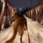  Un Spanador debout dans la neige, tenue en laisse et qui se retourne pour regarder la caméra.