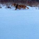 Un Spanador de pelage fauve marche dans la neige, portant un harnais noir et un collier autour du cou.
