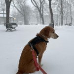 Un Spanador assis dans la neige porte un harnais noir, un collier et est attaché à une laisse rose.