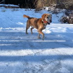 Un Spanador marche dans la neige, tenant un objet dans sa gueule et porte un collier autour du cou.