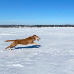 Un Spanador qui court dans la neige avec un collier autour du cou.