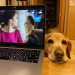Un Spanador de pelage fauve pose sa tête sur une table, l’air triste.