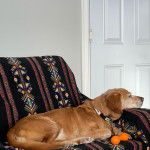 Un Spanador allongé sur un canapé, semblant dormir et portant un collier autour du cou.