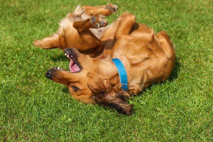 Un Spanador au pelage fauve, portant un collier bleu et se roulant dans l'herbe