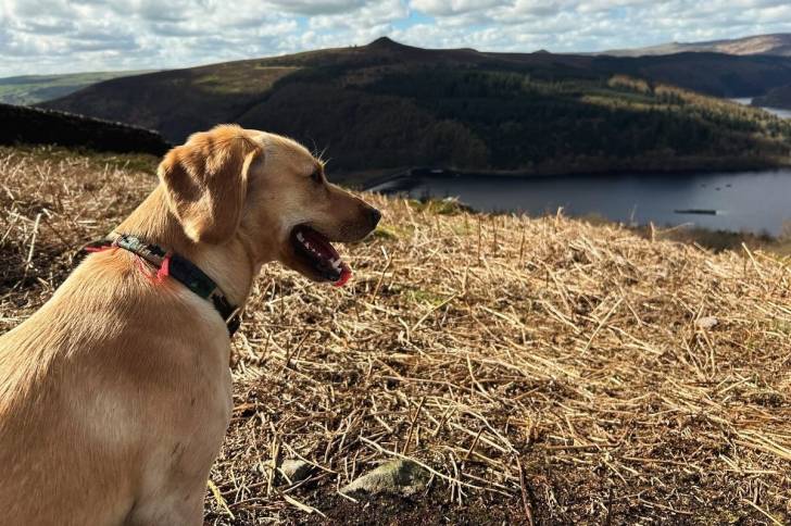 Un Spanador à poil fauve est assis et regarde le paysage, avec un collier autour du cou.