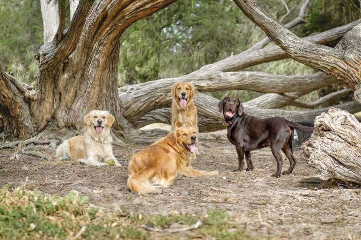 Quatre Spanador dans une forêt dont deux étant couchés un étant assis et le dernier debout sur ses quatre pattes.