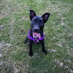  Un Labrastaff au pelage noir est assis sur une surface gazonnée, la langue pendante, et porte un harnais bleu.
