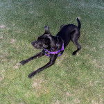 Un Labrastaff au pelage noir debout sur une surface gazonnée, portant un harnais bleu et semblant jouer.