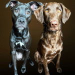 Deux Labrastaff assis, fixant tous les deux la caméra.
