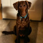 Un Labrastaff de pelage fauve assis et portant un collier au cou 