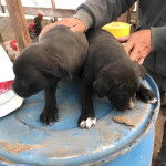Deux chiots Labrastaff de pelage noir debout sur un tonneau