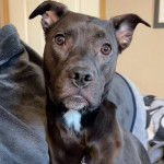 Un Labrastaff de pelage bicolore assis et qui fixe la caméra 