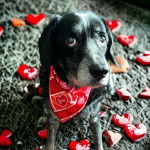 Un Labrastaff de pelage bicolore, assis et portant un bandana rouge à motifs.
