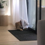 Un Labrastaff au pelage bicolore est allongé sous un rideau et porte un collier au cou.