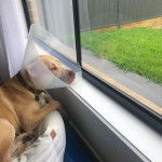 Un Labrastaff de pelage fauve allongé et portant un carcan au cou 