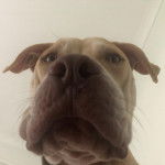 Photo de la tête d'un Labrastaff de pelage fauve