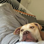 Un Labrastaff de pelage fauve allongé sur un hamac et qui semble détendu 