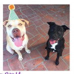 Deux Labrastaffs assis sur un sol carrelé et qui tirent tous leurs langues.