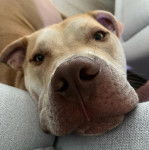 Gros plan de la tête d'un Labrastaff 