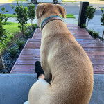Un Labrastaff de dos assis, portant un collier et regardant le paysage.