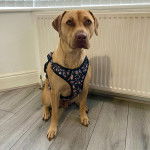 Un Labrastaff au pelage fauve assit sur un sol en bois et portant un harnais.