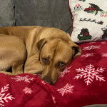 Un Labrastaff de pelage fauve allongé sur un canapé et qui regarde la caméra 