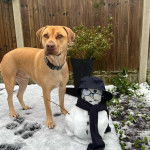 Un Labrastaff de pelage fauve debout dans la neige et portant un collier au cou 